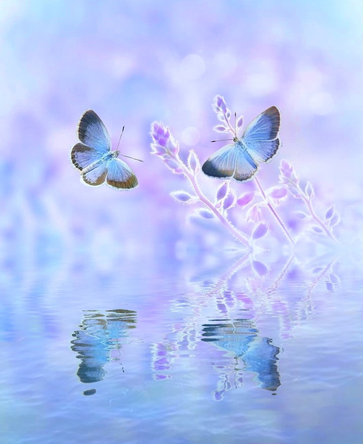 butterfly