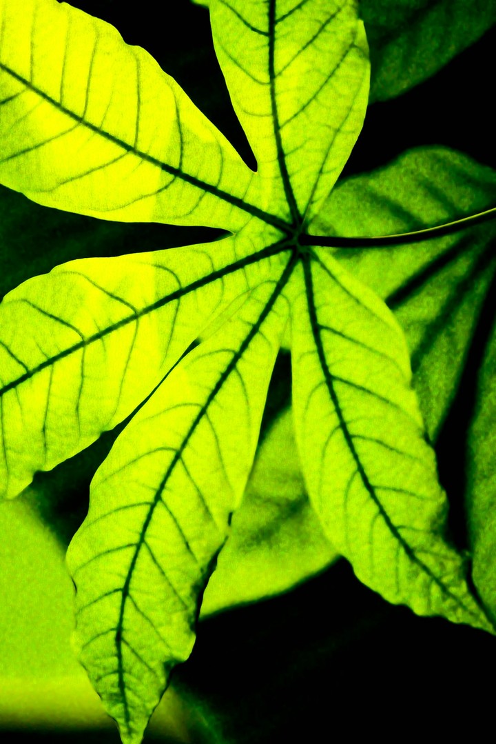 Backlight