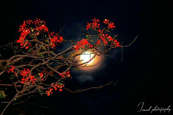 Moonlight