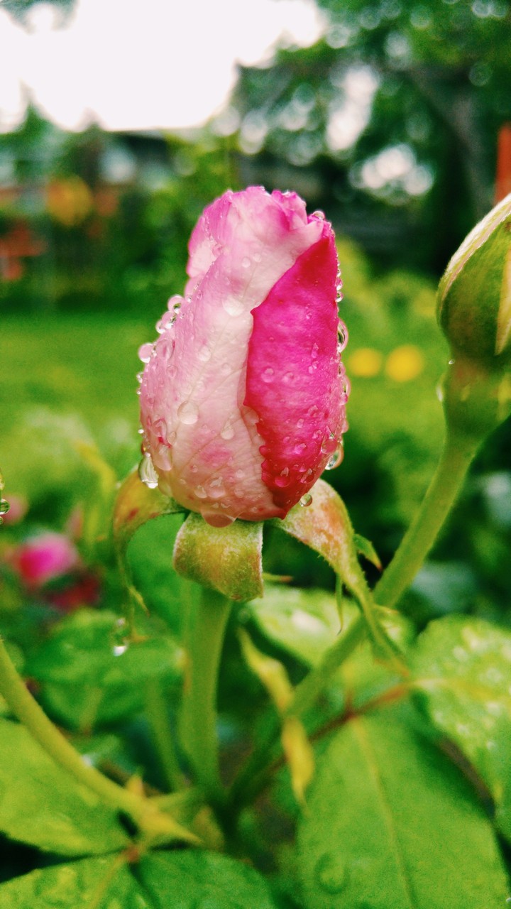 Queen of Roses