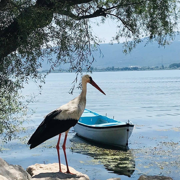 İznik leylek bursa
