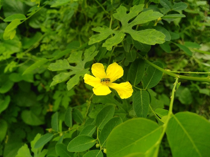 ant on flower