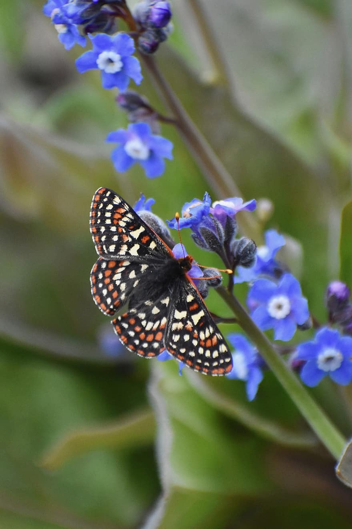 butterfly