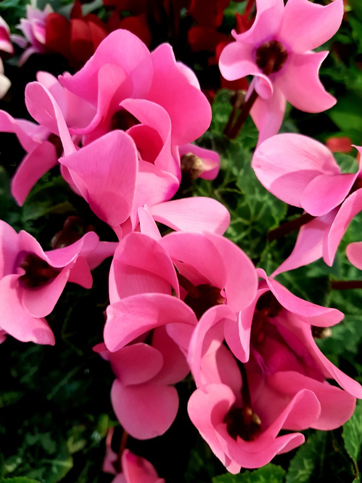 fiori