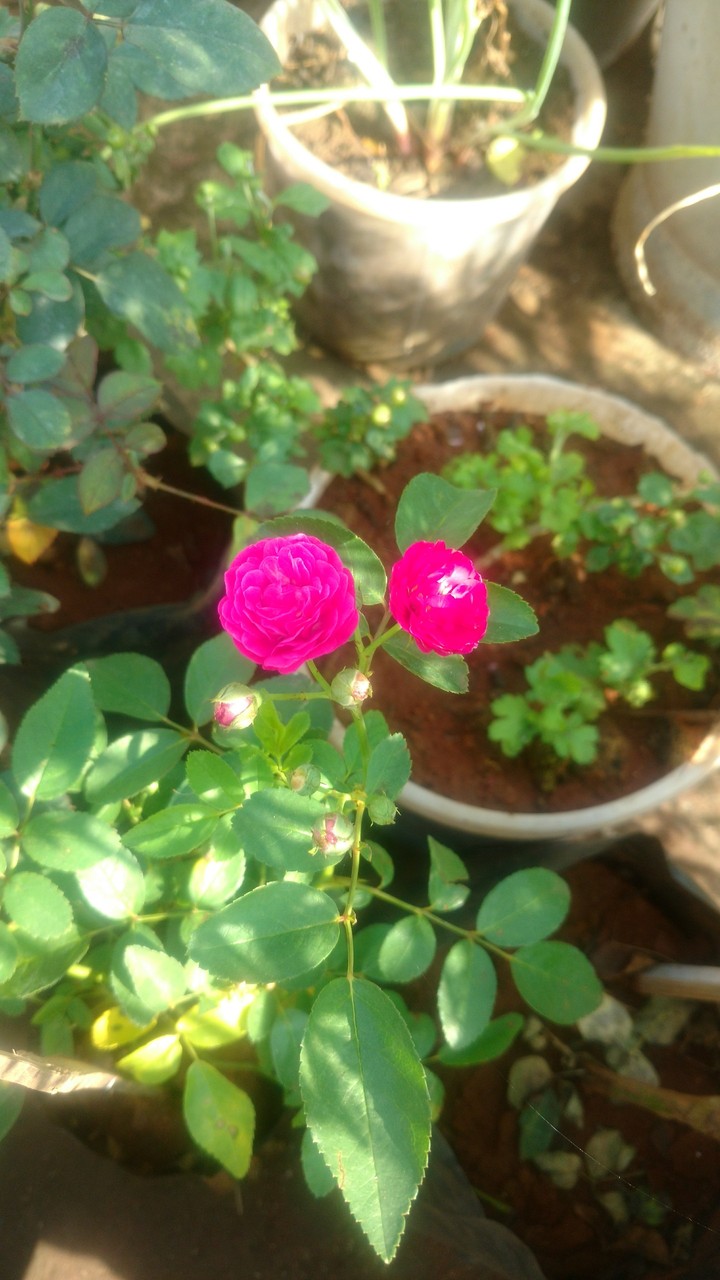 Button Rose