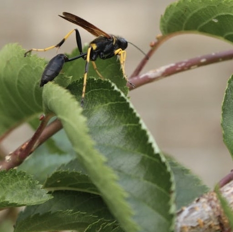 hình nền pest, parasitism