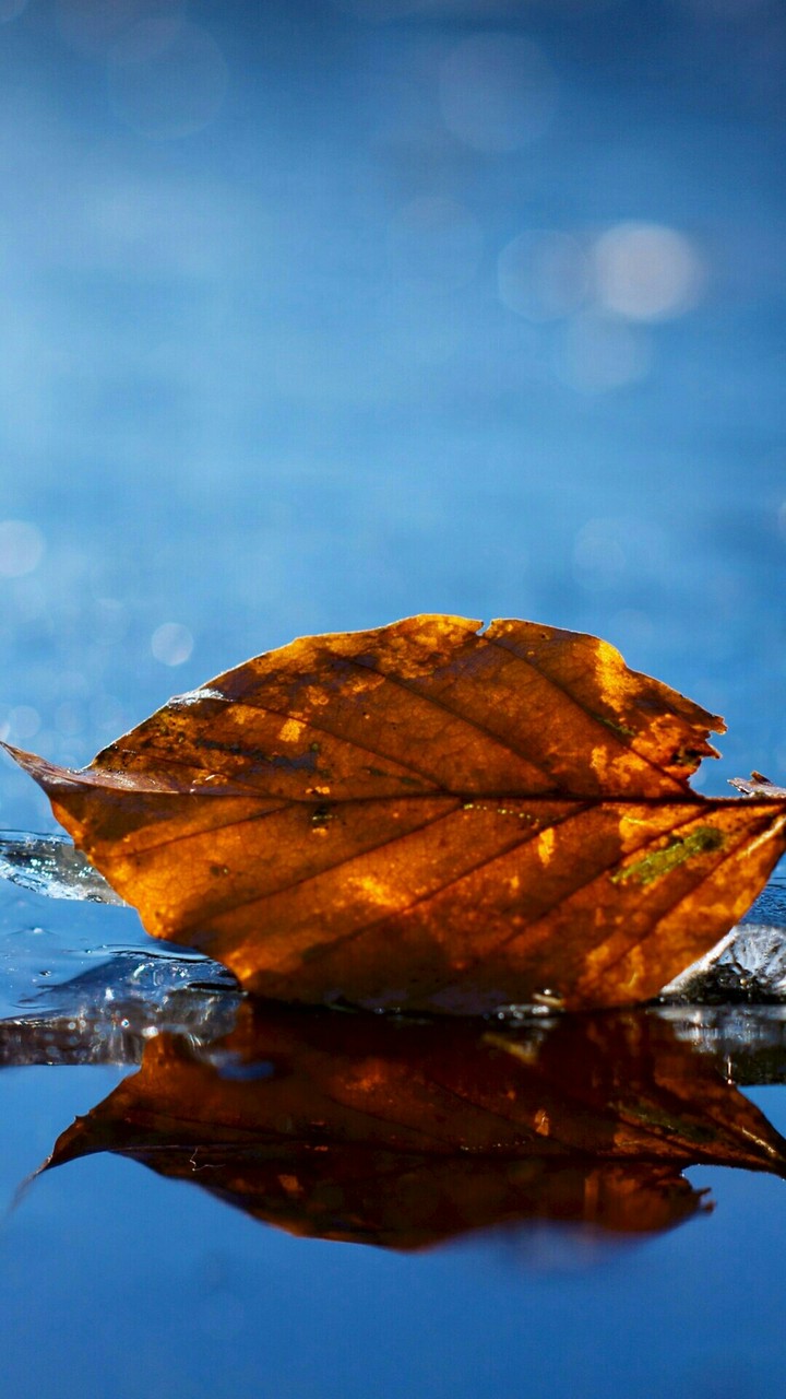 leaf