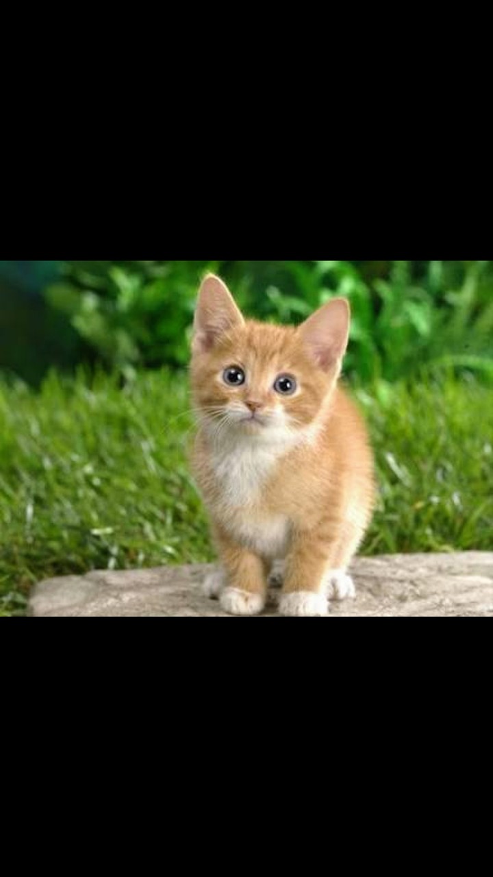 kedi