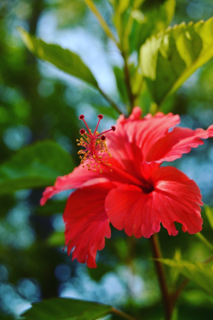 flower
