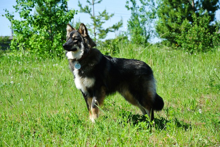 Rik
