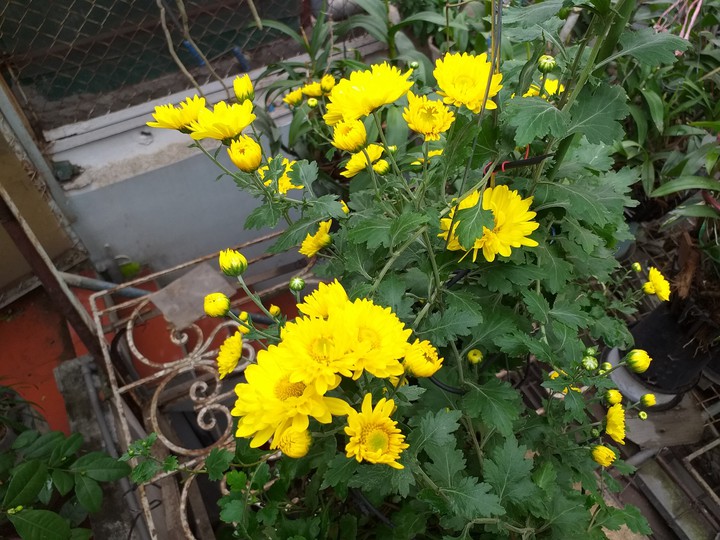 My flowers
