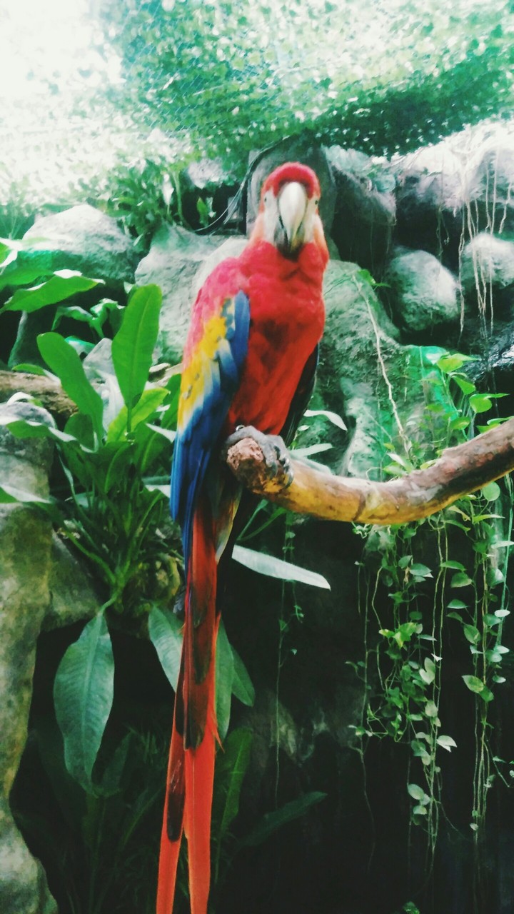 guacamaya mx