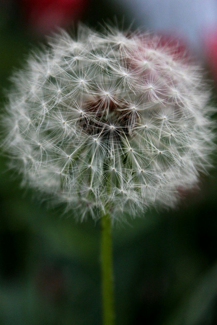 dandelion