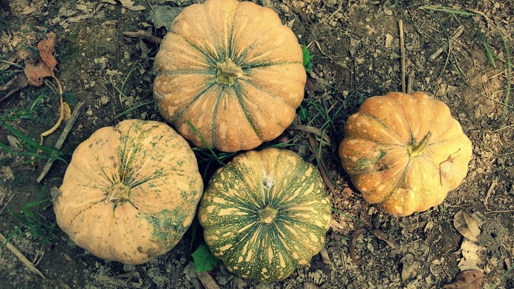 pumpkin