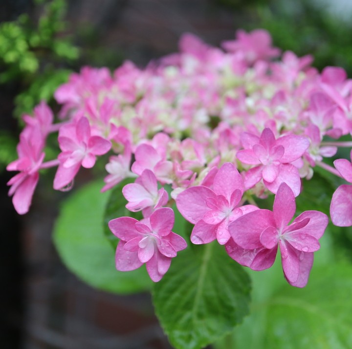 hydrangea
