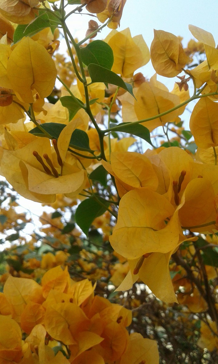 Yellow Spring