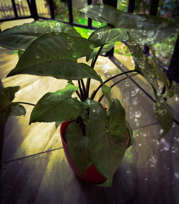 Indoor plants