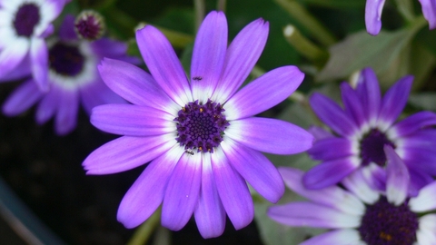 tapety botany, violet