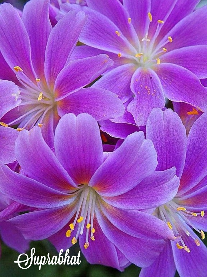 Suprabhat