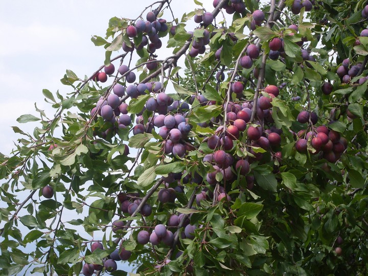 Plums and colors