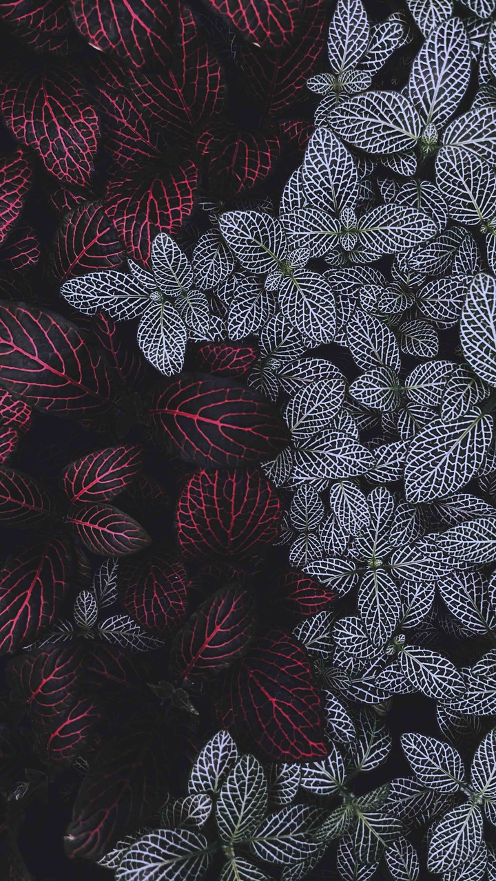 fittonia