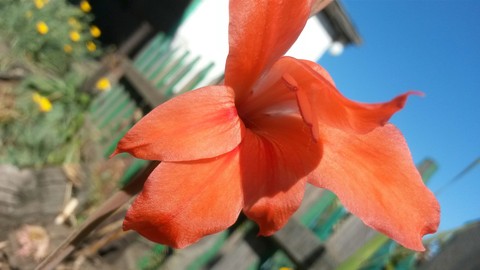 plant