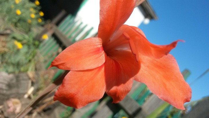 plant