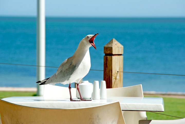 bird
