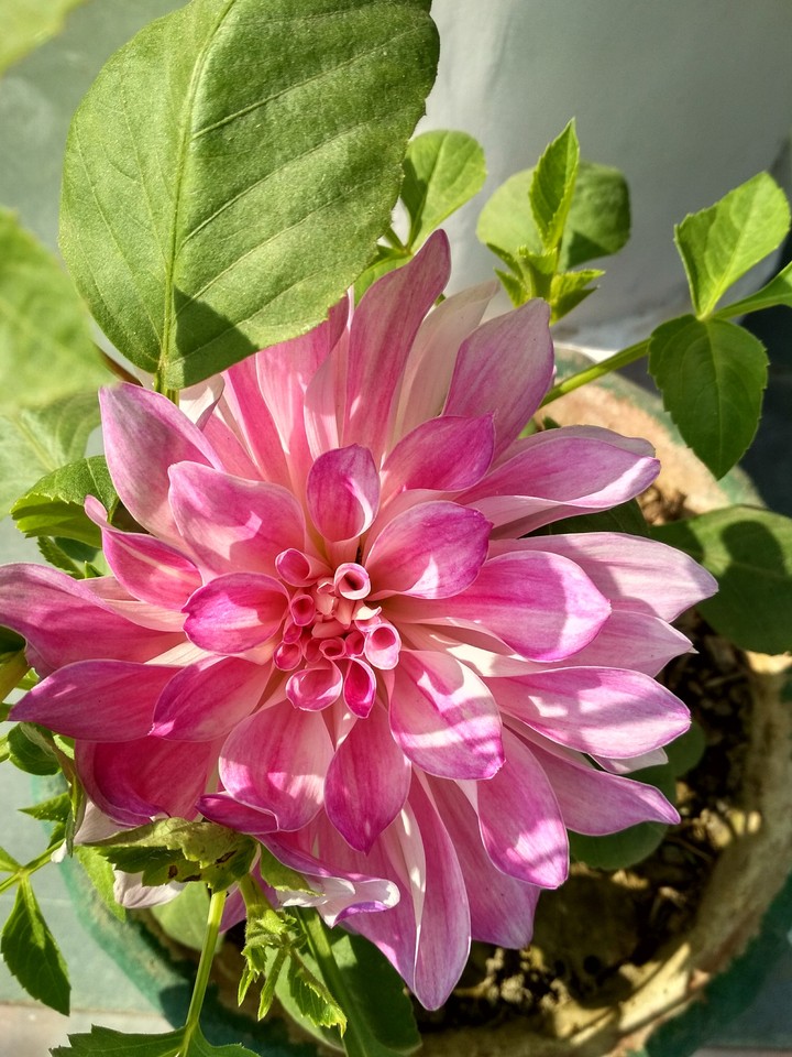 dahaliya