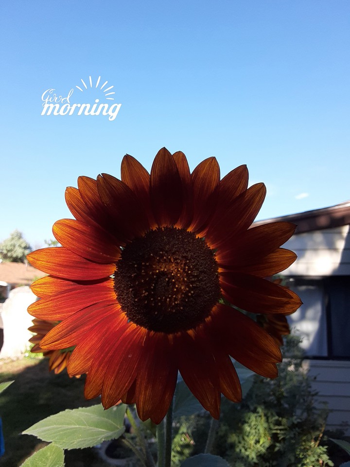 Fall Sunflower