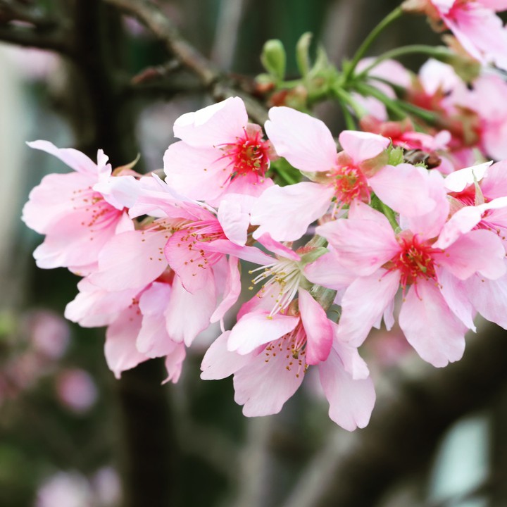 Sakura
