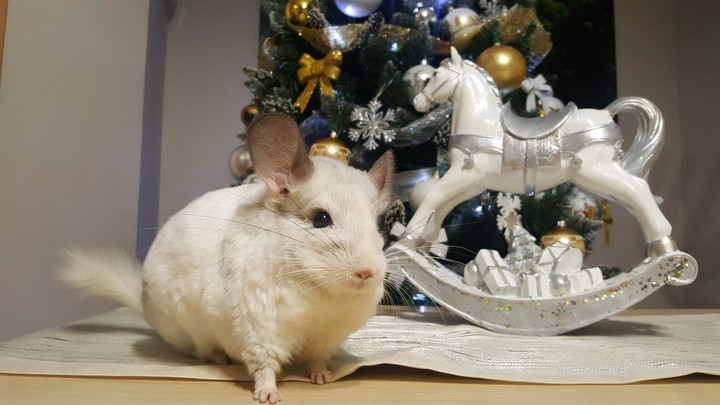 Bogdan szynszyla chinchilla