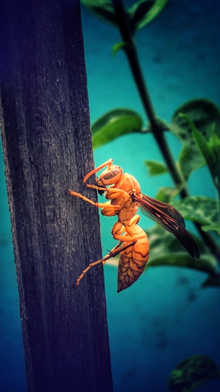 insect