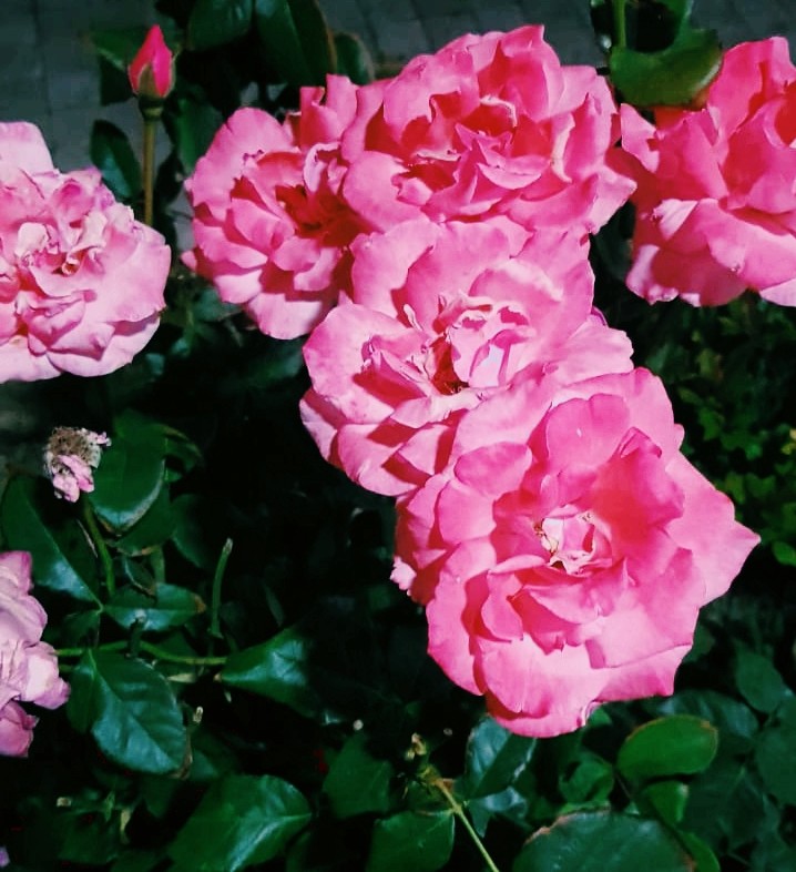 Flowers?