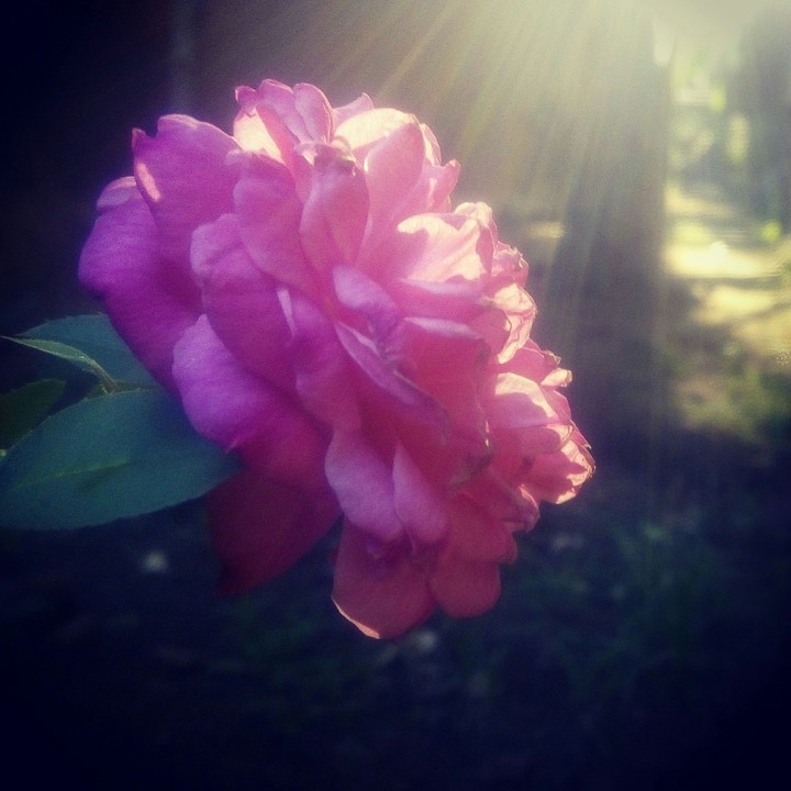 evening sunlight on the rose
