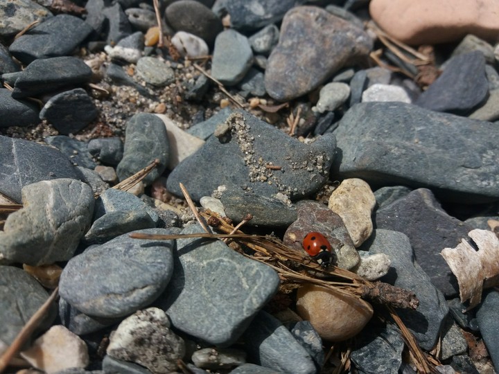 insects