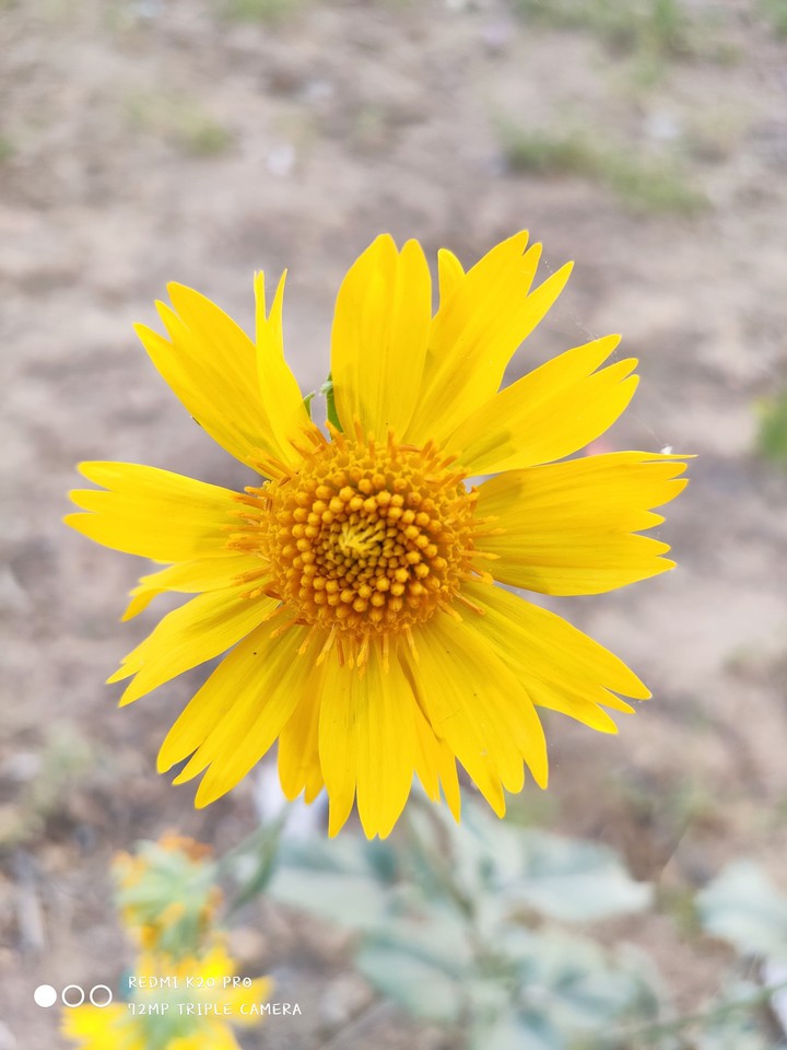 SUNFLOWER ?