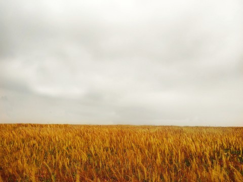 Dry Land