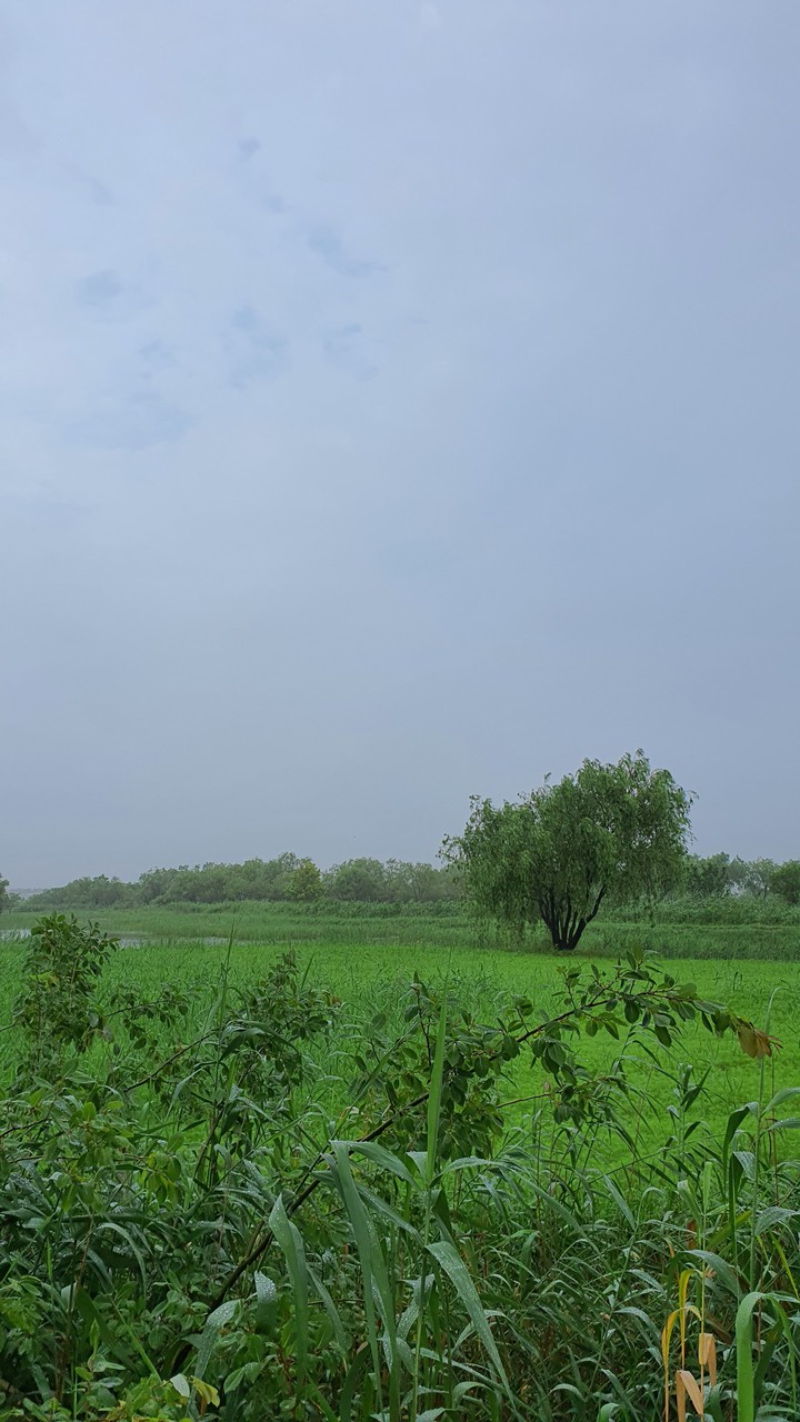 흐린 아침(cloudy morning)