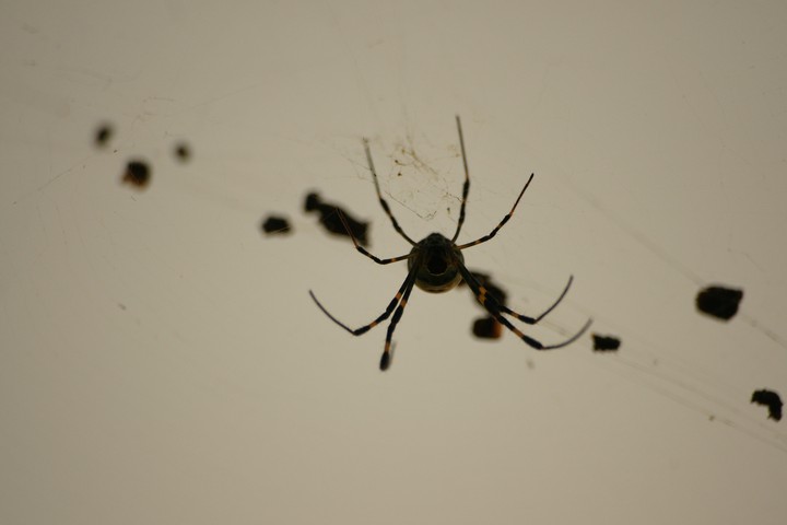 Insect