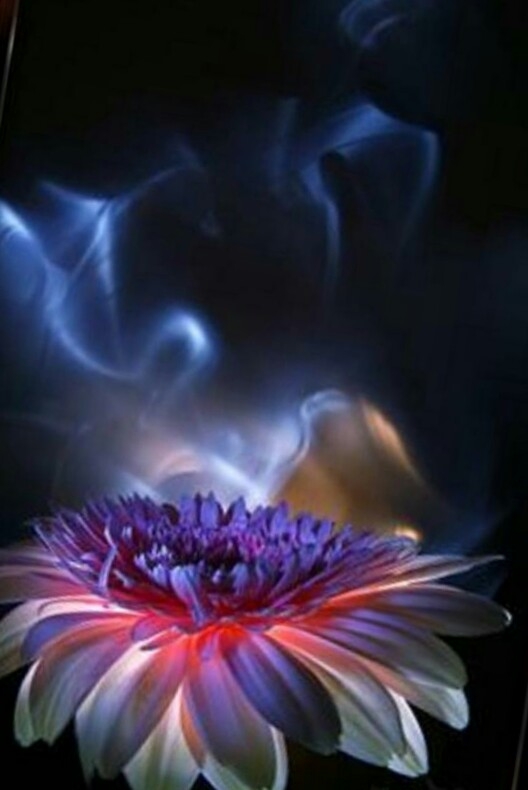 gerbera