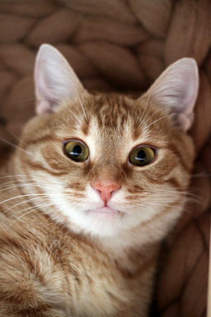Котопортрет
