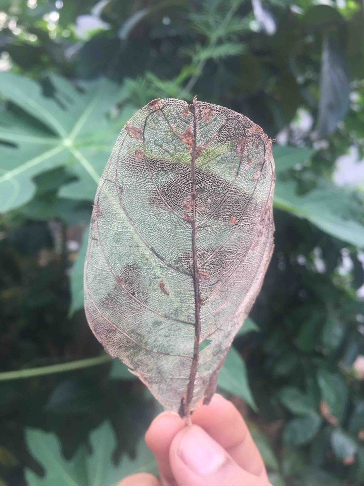 leaf