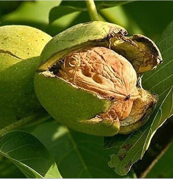 Walnut ☘