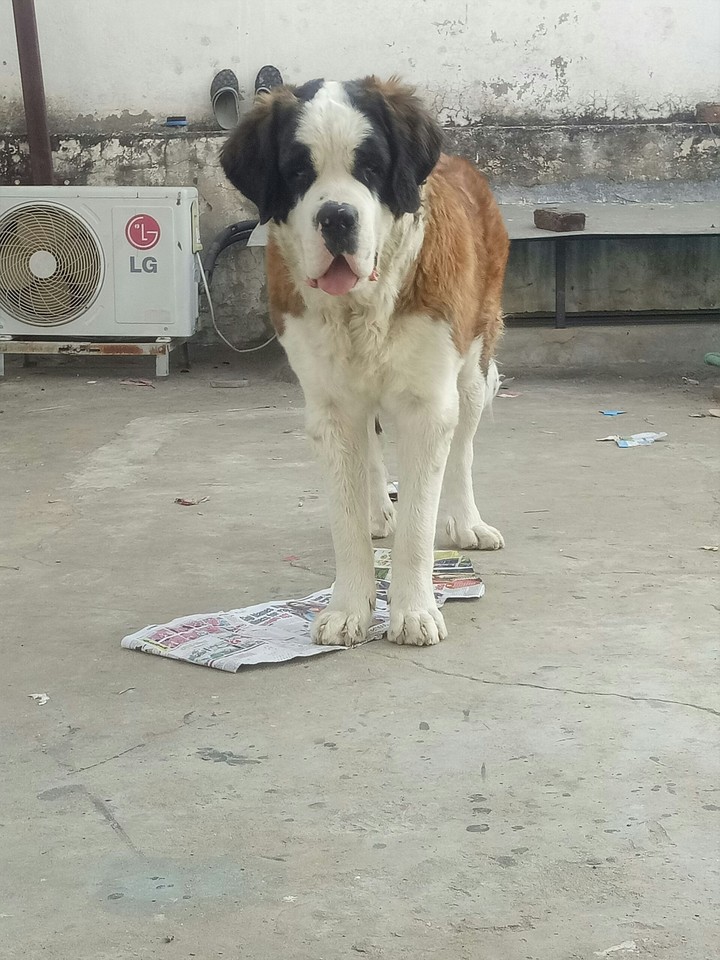 st bernard