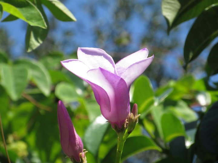 Flower Blossom