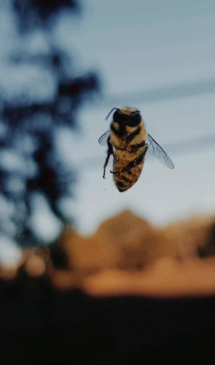 Frozen bee