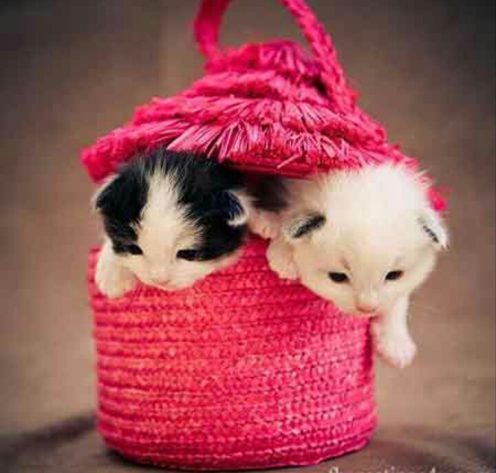Cats