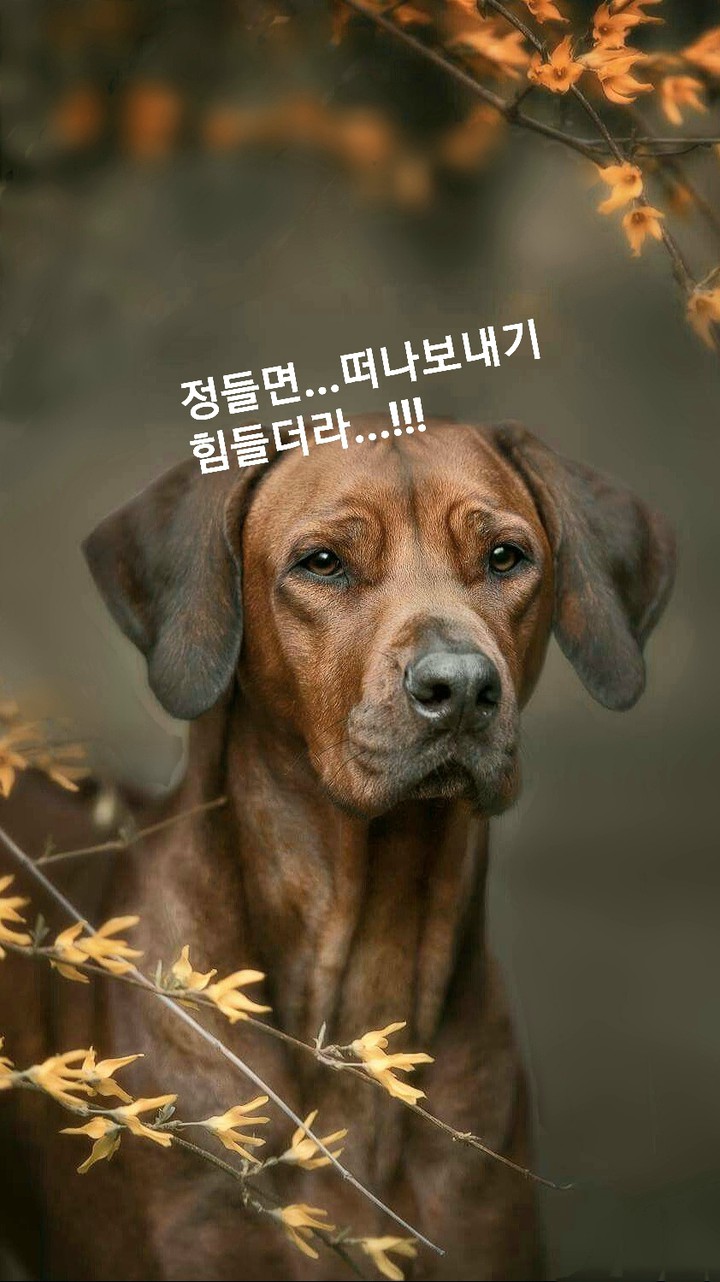 사랑