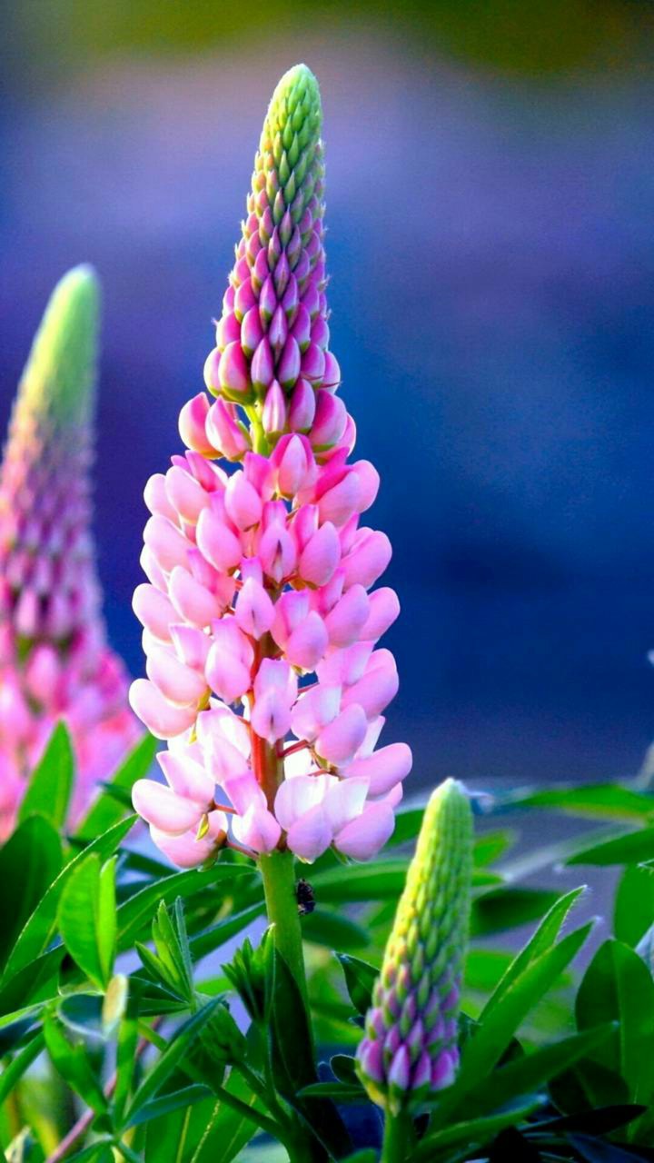 spring Lupins